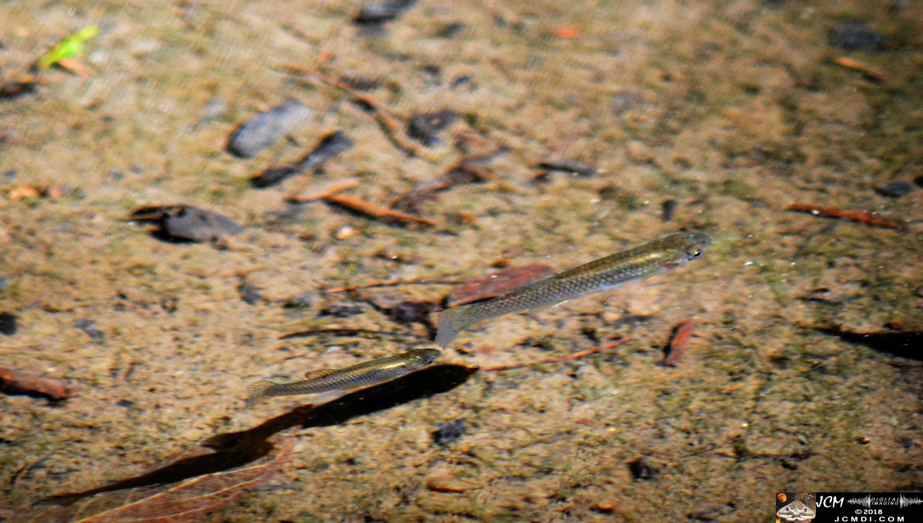 Little Fish (fry) at Old Hickory Lake.jpg